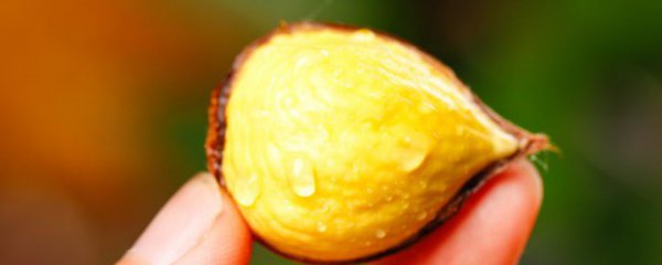 怎么挑新鲜的板栗