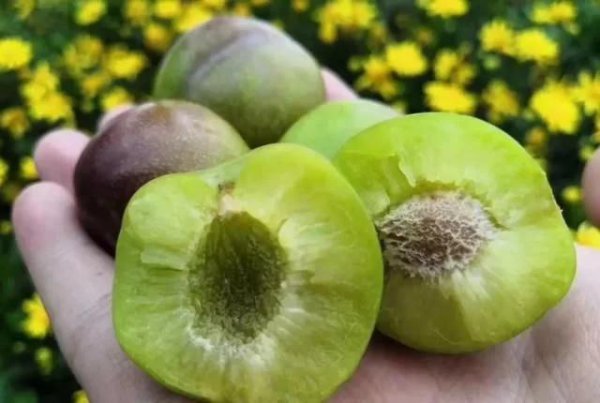 四川水果特产有哪些