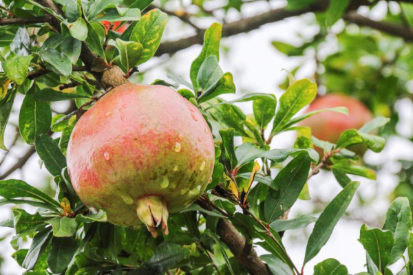 四川水果特产有哪些