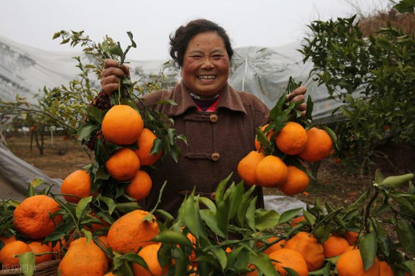 四川水果特产有哪些