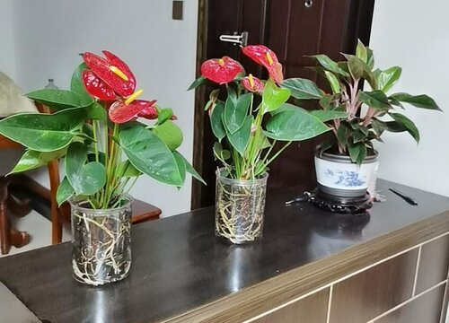 红掌烂根黄叶该怎么避免