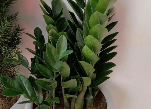 秋季给金钱树换盆的注意事项