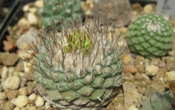 四大名贵仙人球