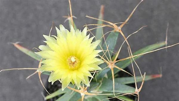 四大名贵仙人球