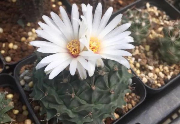 四大名贵仙人球