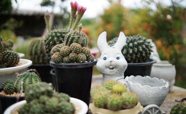 四大名贵仙人球