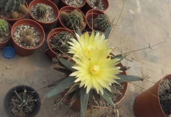 四大名贵仙人球