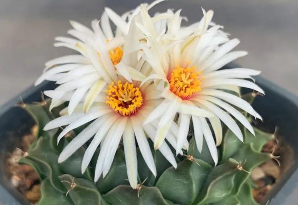 四大名贵仙人球