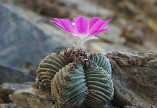 四大名贵仙人球