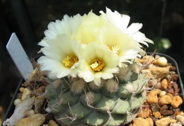 四大名贵仙人球