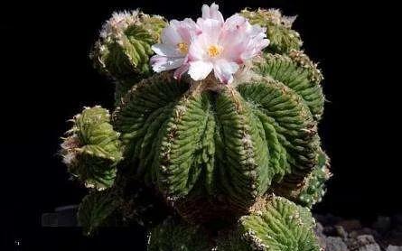 四大名贵仙人球