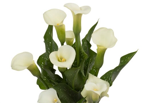 去墓地祭奠送什么花送多少朵