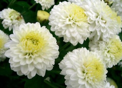 去墓地祭奠送什么花送多少朵