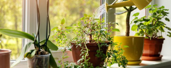 高中生宿舍买什么盆栽植物好