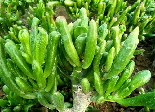 吸财树风水摆放禁忌