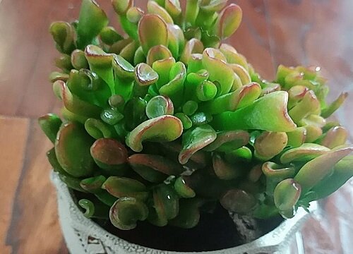 吸财树风水摆放禁忌