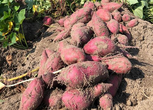 红薯和地瓜的区别