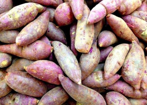 红薯和地瓜的区别