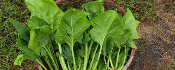 龙利鱼和菠菜一起吃吗