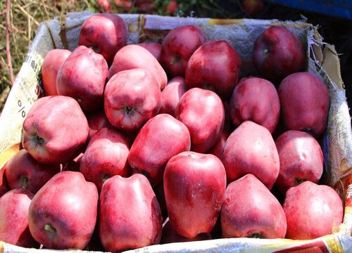 甘肃花牛苹果最新价格