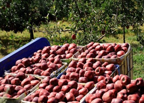 甘肃花牛苹果最新价格