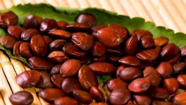 山上的野酸枣有什么好处