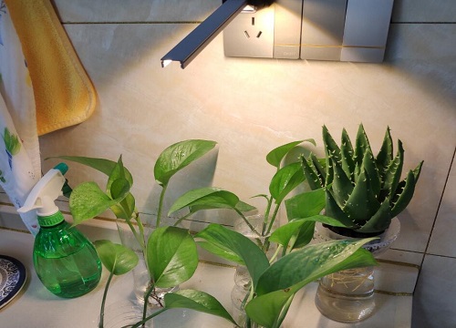 芦荟怎么养护不容易养死