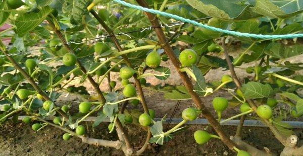 无花果一年可以结几次果