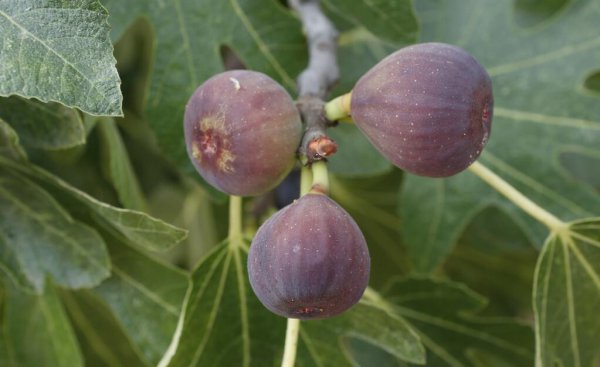 无花果一年可以结几次果