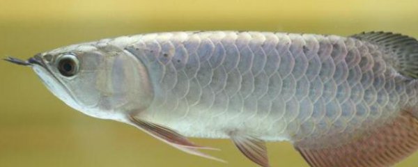 银龙鱼可以长多大