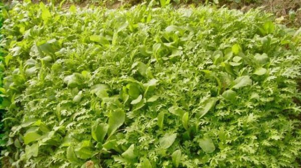 榨菜的栽培方法与管理技术