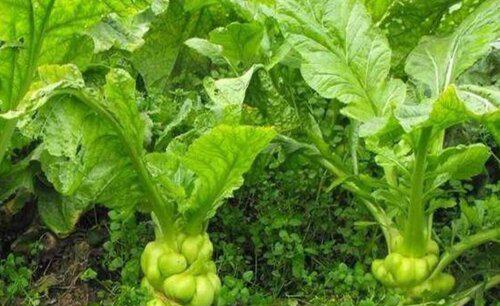 榨菜的栽培方法与管理技术