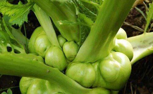 榨菜的栽培方法与管理技术