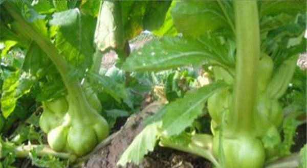 榨菜的栽培方法与管理技术