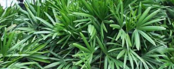 什么属相的人不能养观音竹