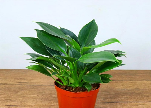 金钻适合大盆还是小盆