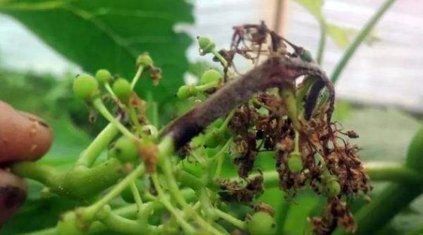 葡萄灰霉病防治用什么药最好