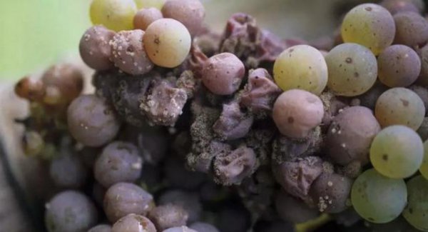 葡萄灰霉病防治用什么药最好