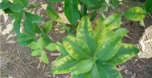 叶子黄了是缺什么肥料