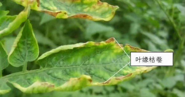 叶子黄了是缺什么肥料