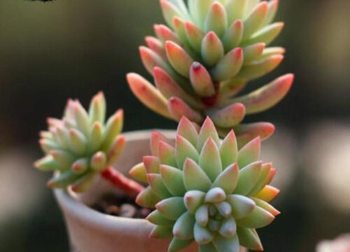 现在人们为什么喜欢多肉植物