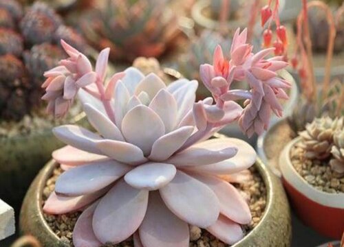 现在人们为什么喜欢多肉植物