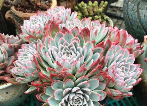 现在人们为什么喜欢多肉植物