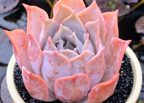 现在人们为什么喜欢多肉植物