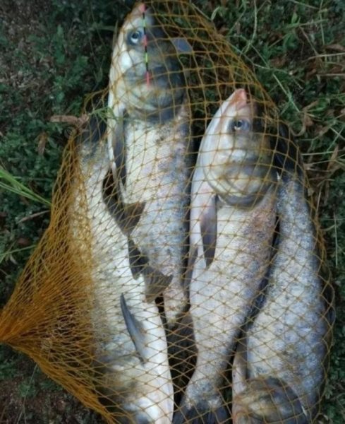 浮钓鲢鳙的技巧和方法
