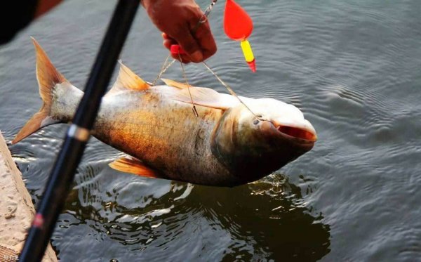 浮钓鲢鳙的技巧和方法