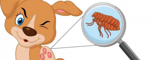 跳蚤和虱子的区别