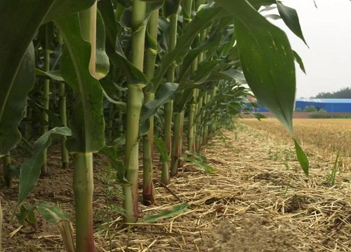 玉米每亩种多少株最高产