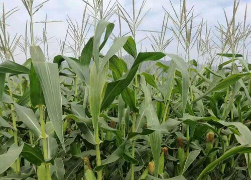 玉米每亩种多少株最高产