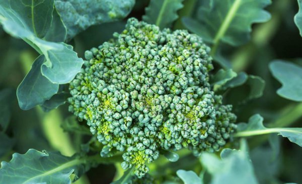 西兰花放冰箱变黄了还能吃吗